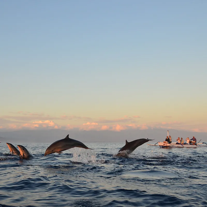 dolphin watching toure sunrise bali.jpg